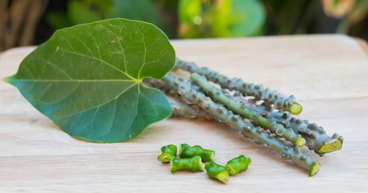 Guduchi - Sava Herbals