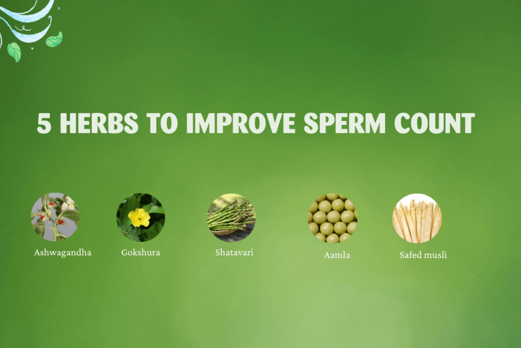 5 Herbs to Improve Sperm Count Header Image