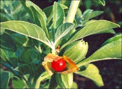 Ashwagandha Sava Herbals