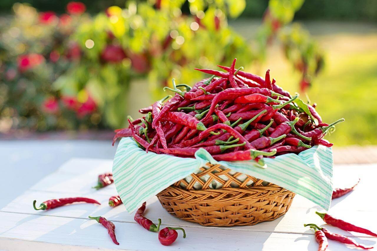 Chili Peppers Sava Herbals